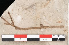 Foto (Detailansicht) von Glyptostrobus europaeus Brongniart (NHMW-GEO-2024-0188-6764)